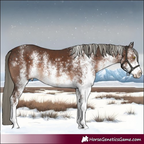 Horse Color:White Spotted Liver Chestnut Mushroom Rabicano 