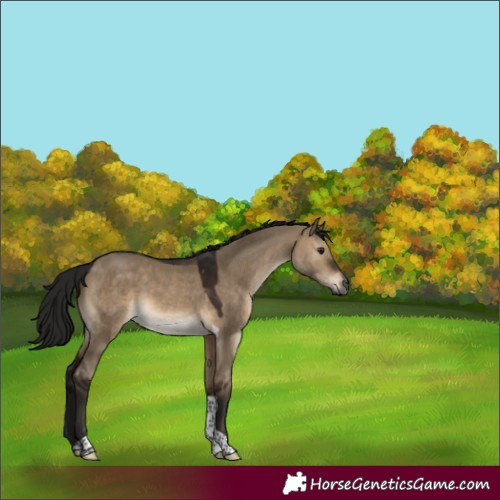 Horse Color:Gray Brown Dun Tobiano 