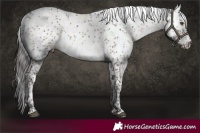 Horse Color:Brown Dun Sabino 
