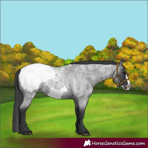 Horse Color:Blue Roan Frame Appaloosa Rabicano