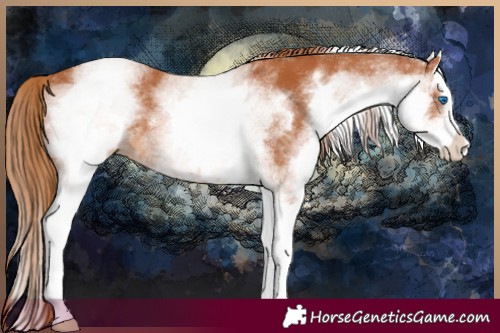 Horse Color:White Spotted Chestnut Splash 