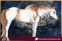 Horse Color:White Spotted Chestnut Splash 