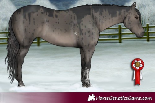 Horse Color:Grullo Tobiano Brindle 
