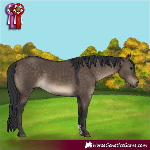 Horse Color:Brown Dun Sabino 