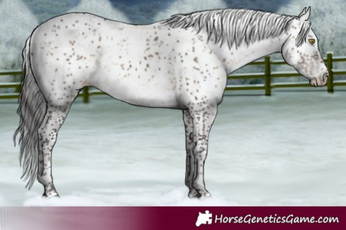 Horse Color:Brown Dun Sabino 