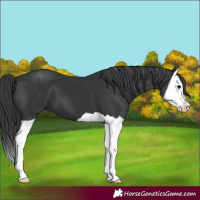 Horse Color:Black Splash 