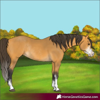 Horse Color:Buckskin Sabino Rabicano 
