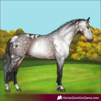 Horse Color:Gray White Spotted Bay 
