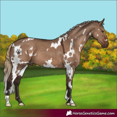 Horse Color:White Spotted Liver Red Dun 