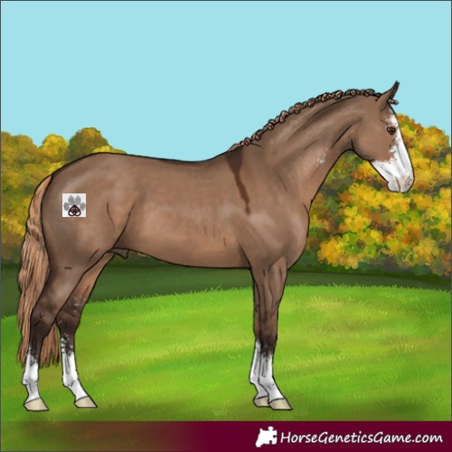 Horse Color:Liver Red Dun Sabino