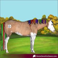 Horse Color:Painted Bay Dun Sabino Splash Rabicano 