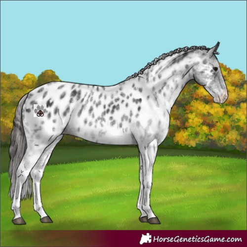 Horse Color:White Spotted Black Near Leopard Rabicano 