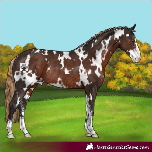 Horse Color:White Spotted Liver Chestnut Sabino Rabicano