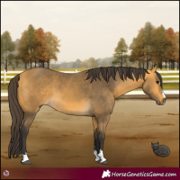 Horse Color:Buckskin 