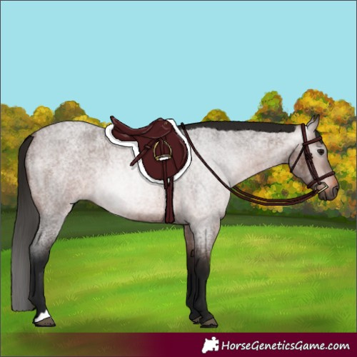 Horse Color:Gray Bay Roan 