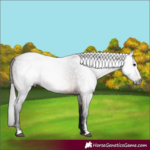 Horse Color:Gray Bay Sabino