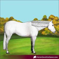 Horse Color:Gray Bay Sabino 