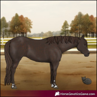 Horse Color:Liver Chestnut 