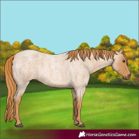Horse Color:Red Roan 