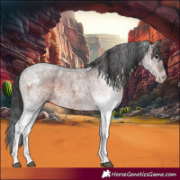 Horse Color:White Spotted Brown Roan 