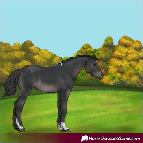 Horse Color:Black Tobiano 