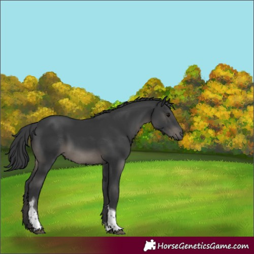 Horse Color:Black Tobiano 