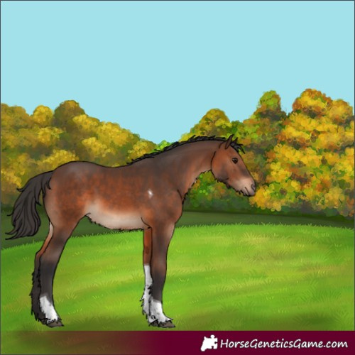 Horse Color:Brown Tobiano 