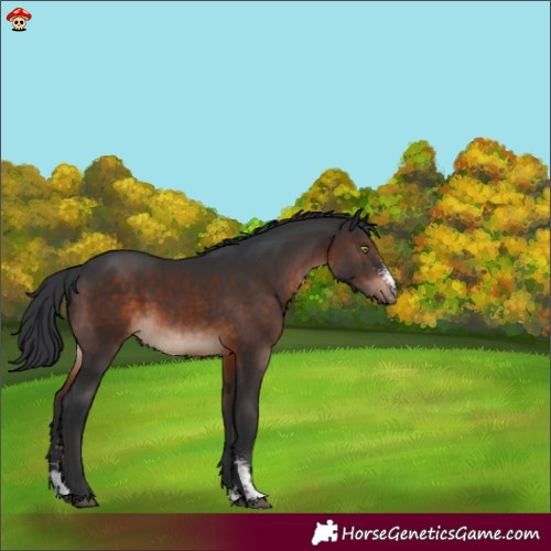 Horse Color:Brown Mushroom Sabino 