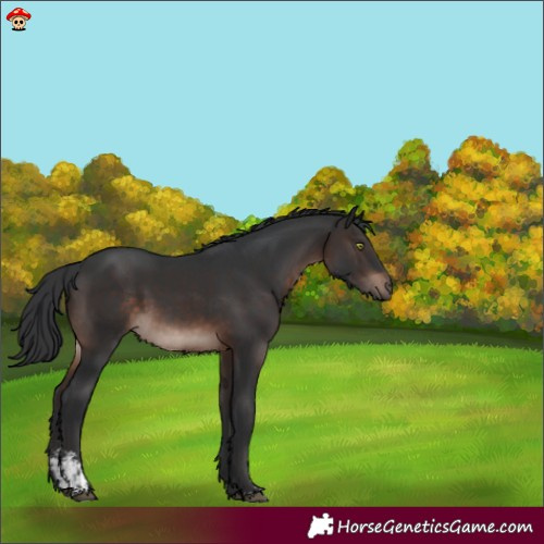 Horse Color:Brown Mushroom Sabino 