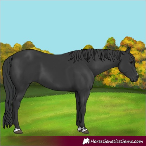 Horse Color:Black 