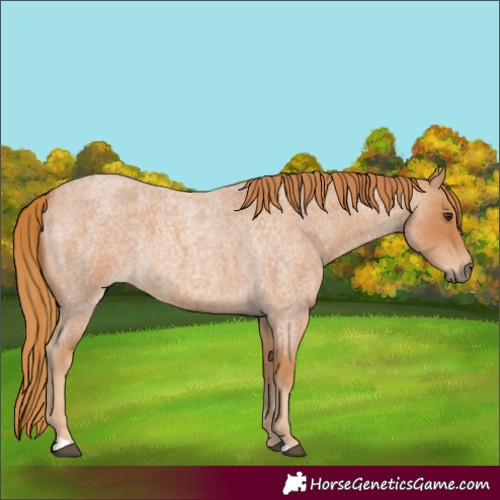 Horse Color:Red Roan 