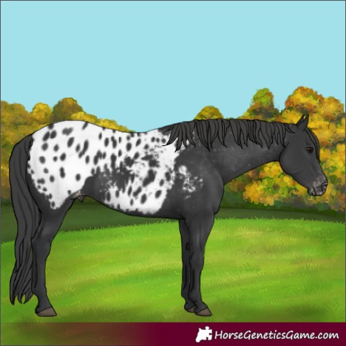 Horse Color:Black Appaloosa 