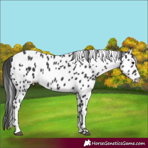 Horse Color:Black Appaloosa 