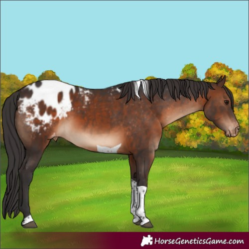 Horse Color:Brown Tobiano Appaloosa 