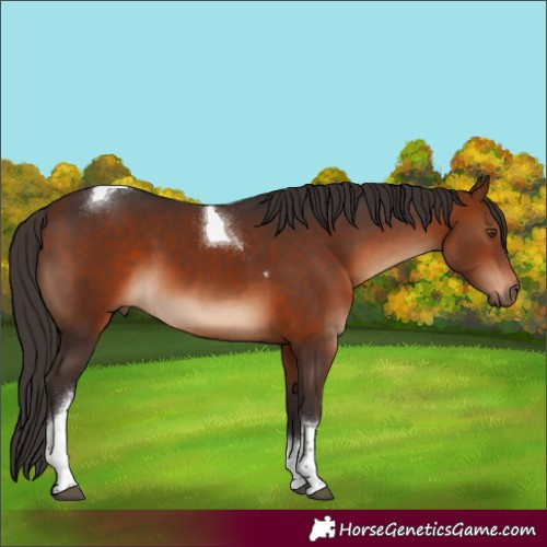 Horse Color:Bay Tobiano 