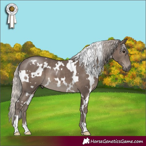 Horse Color:White Spotted Silver Black 