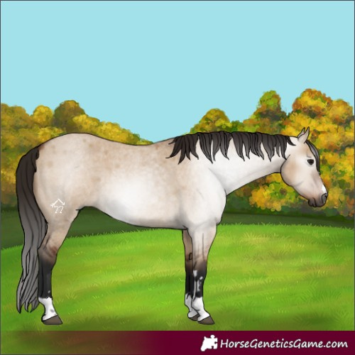 Horse Color:Gray Bay Roan Dun 