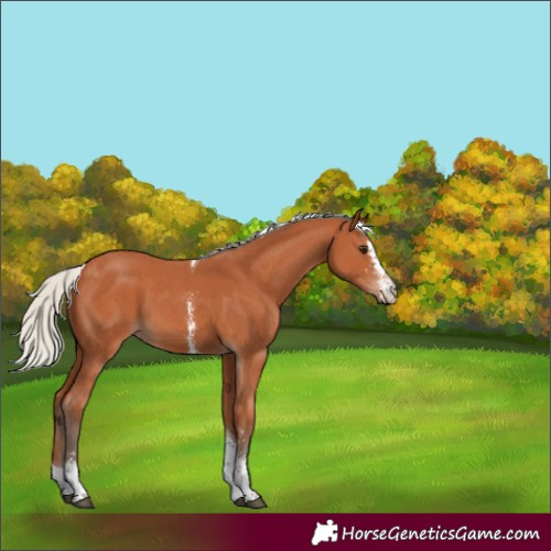 Horse Color:Silver Bay Sabino Tobiano