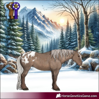 Horse Color:White Spotted Silver Grullo Appaloosa 