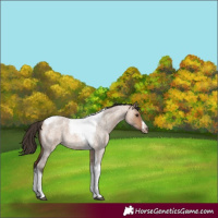 Horse Color:Bay Roan Dun Tobiano Frame 