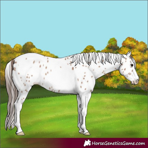 Horse Color:Classic Champagne Tobiano Leopard