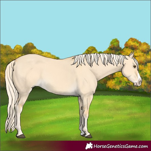 Horse Color:Palomino Dun Splash