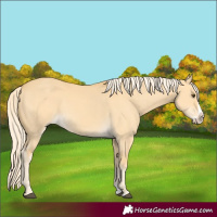 Horse Color:Palomino Dun Splash