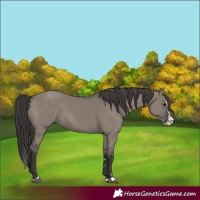 Horse Color:Smoky Grullo Splash