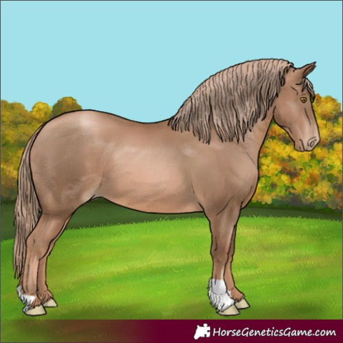 Horse Color:Liver Chestnut Pearl 