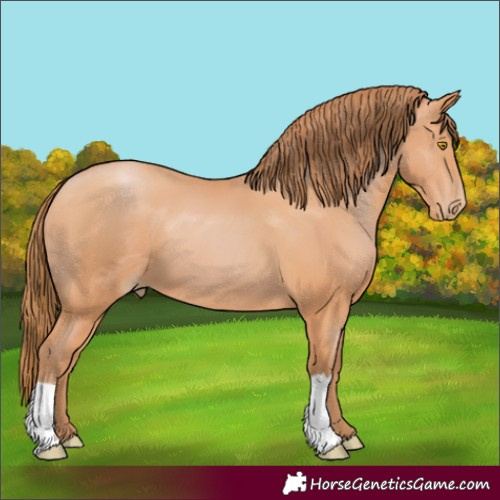 Horse Color:Bay Pearl 