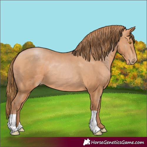 Horse Color:Bay Pearl 