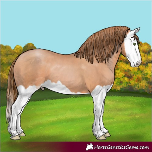 Horse Color:Bay Pearl Splash 