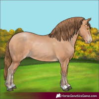 Horse Color:Bay Pearl 
