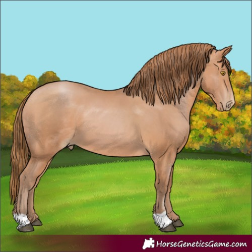 Horse Color:Bay Pearl 
